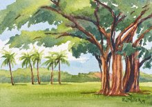 Kauai Artwork by Hawaii Artist Emily Miller - Banyan Tree at Waimea Plantation Cottages