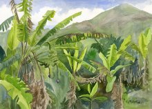 Kauai Artwork by Hawaii Artist Emily Miller - Niumalu Banana Patch