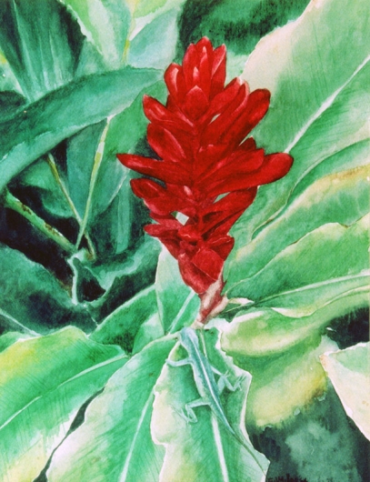 Camouflage Kauai watercolor painting - Artist Emily Miller's Hawaii artwork of lizard, anole, green, red, ginger, flower art