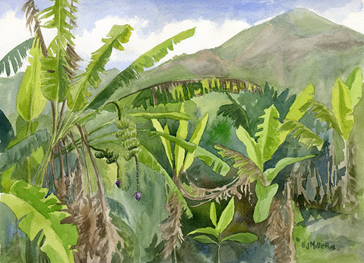 Niumalu Banana Patch Kauai watercolor painting - Artist Emily Miller's Hawaii artwork of  art