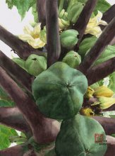 Kauai watercolor artwork by Hawaii Artist Emily Miller - Green Papayas