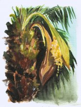 Kauai watercolor artwork by Hawaii Artist Emily Miller - Palm Tree Flowering - Pochade Challenge