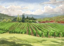 Montinore Vineyard - Hawaii watercolor by Emily Miller