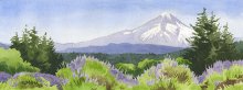 Mt. Hood from the Lavender Fields - Hawaii watercolor by Emily Miller