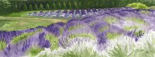 Lavender Grace - Hawaii watercolor by Emily Miller