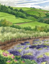 Lavender and Olive Groves - Hawaii watercolor by Emily Miller