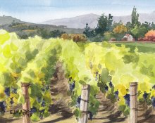 Pinot Noir Grapevines at Montinore Estate - Hawaii watercolor by Emily Miller