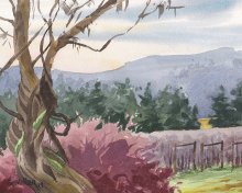 Winter Wisteria at Montinore Vineyard - Hawaii watercolor by Emily Miller