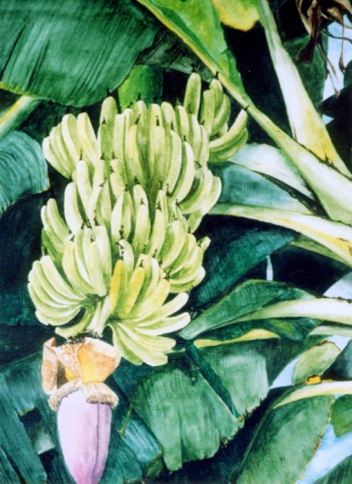 Kapu Kauai watercolor painting - Artist Emily Miller's Hawaii artwork of bananas, tree art
