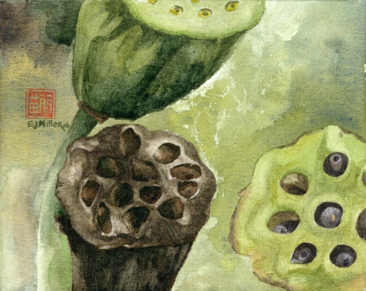 Lotus (Pod) Kauai watercolor painting - Artist Emily Miller's Hawaii artwork of lotus, seedpod, NTBG art