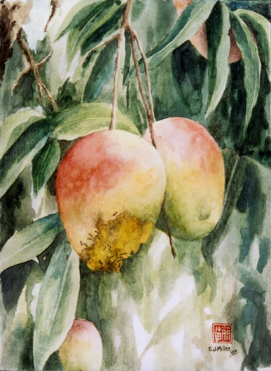 Gorgeous and Rotten - Mangos Kauai watercolor painting - Artist Emily Miller's Hawaii artwork of fruit, mango, tree art